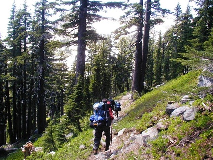 Walking on the PCT through open forest just north of Jefferson Park, OR.