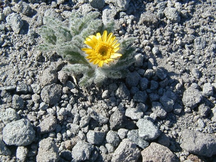 High on the slopes of Mt. Jefferson plants eke out an existance. Here a small plant blooms in the volcanic soil.