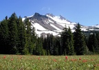 Mt. Jefferson and some of the beautiful wildflowers in Jefferson Park.