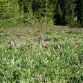 Shooting Star and Indian Paintbrush blooming in Jefferson Park, OR.