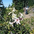 Lillies and Rhododendrons along the Whitewater Trail.