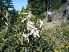 Lillies and Rhododendrons along the Whitewater Trail.