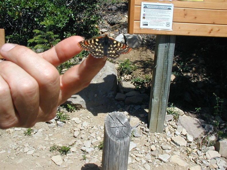 At the end of our hike we waited for our shuttle to pick us up. We found several butterflies that weren't afraid to crawl on our fingers. Maybe they liked our salt.