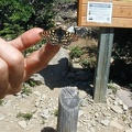 At the end of our hike we waited for our shuttle to pick us up. We found several butterflies that weren't afraid to crawl on our fingers. Maybe they liked our salt.