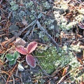 A frosty morning fortells the end of the berry season and the snow isn't far behind.