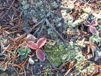 A frosty morning fortells the end of the berry season and the snow isn't far behind.