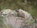 A marmot hangs out near the Fryxell Overlook.