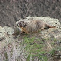 A marmot hangs out near the Fryxell Overlook.