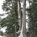 A beautiful Cedar tree growing along the Wonderland Trail near the Nisqually River.