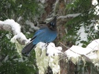 Stellar's Jay next to the Nisqually River near Cougar Rock Campground.
