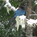 Stellar's Jay next to the Nisqually River near Cougar Rock Campground.