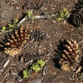 Cones and mossy stick decorate spots along the trail to Plaikni Falls.