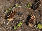 Cones and mossy stick decorate spots along the trail to Plaikni Falls.