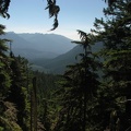 Territorial glimpse through the forest