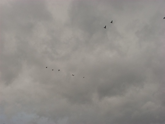 Canada Geese flying above the Ridgefield National Wildlife Refuge.