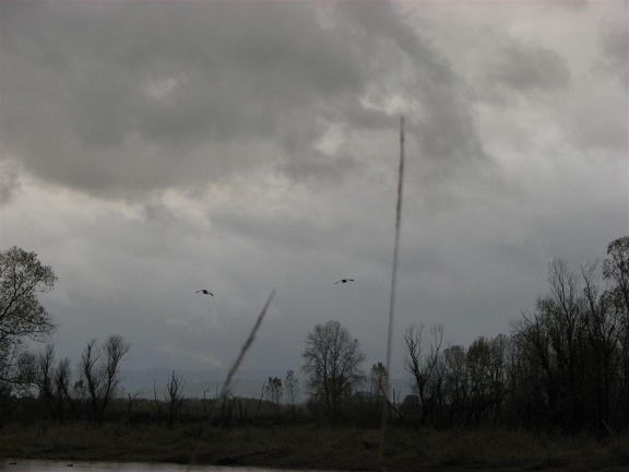 Mallard Ducks coming in for a landing at the Ridgefield National Wildlife Refuge.