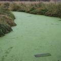 Green scum on Gee Creek as it slowly flows north from Carty Lake in the Ridgefield National Wildlife Refuge.