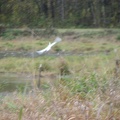 Sandhill Crane taking off at the Ridgefield National Wildlife Refuge.