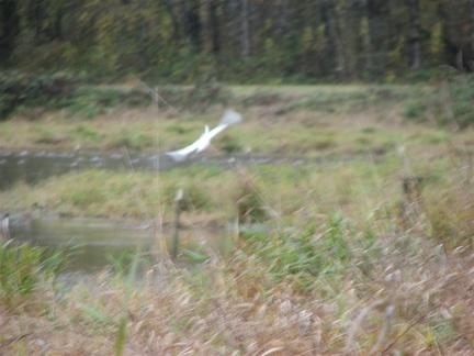 Sandhill Crane taking off at the Ridgefield National Wildlife Refuge.