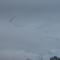 Canada Geese flying above the Ridgefield National Wildlife Refuge.