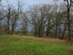 Grassy knoll surrounded by Oak trees on the northern end of the Ridgefield National Wildlife Refuge.