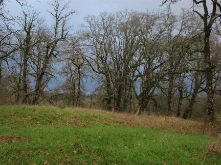 Grassy knoll surrounded by Oak trees on the northern end of the Ridgefield National Wildlife Refuge.