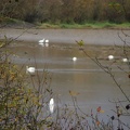 Sandhill Cranes at the Ridgefield National Wildlife Refuge.