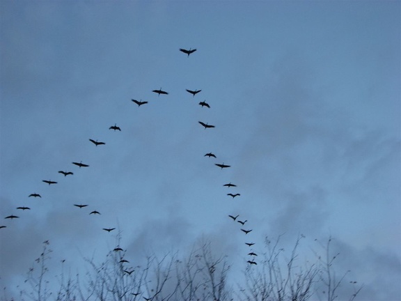 Sandhill Cranes flying from lake to lake at the Ridgefield National Wildlife Refuge.