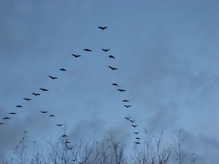 Sandhill Cranes flying from lake to lake at the Ridgefield National Wildlife Refuge.
