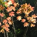 Japanese Maples backlighted by the sun along the Sedum Ridge Trail.