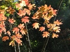 Japanese Maples backlighted by the sun along the Sedum Ridge Trail.