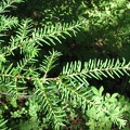 Western Hemlock (Latin name: Tsuga heterophylla) predominate the lower portions of this trail. Here is a picture of their soft, flat needles.