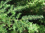 Western Hemlock (Latin name: Tsuga heterophylla) predominate the lower portions of this trail. Here is a picture of their soft, flat needles.