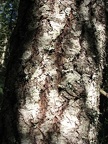 Western Hemlock (Latin name: Tsuga heterophylla) predominate the lower portions of this trail. Here is a picture the gray bark of an older tree.
