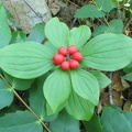 Bunchberry or Canadian Dogwood (Latin name: Cornus Canadensis) in the fall with a ring of red berries resting on the green leaves.