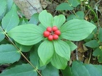 Bunchberry or Canadian Dogwood (Latin name: Cornus Canadensis) in the fall with a ring of red berries resting on the green leaves.