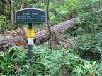 Trailhead sign just below the campground.