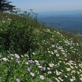 Wildflowers just below the summit of Saddle Mountain