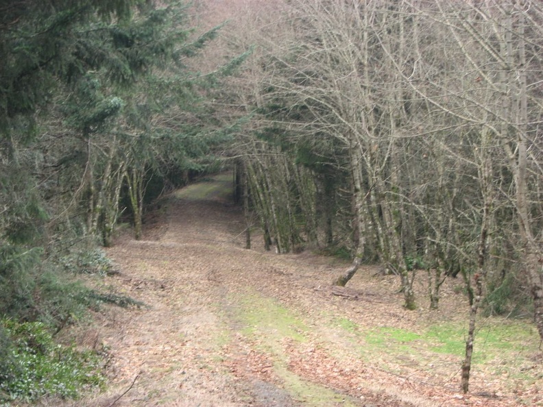 A typical view of the logging roads that are travelled for most of the Sag Ponds hike.