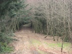 A typical view of the logging roads that are travelled for most of the Sag Ponds hike.