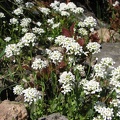 I think this is a Rock Cress with white flowers blooming near the top of Salmon Butte.