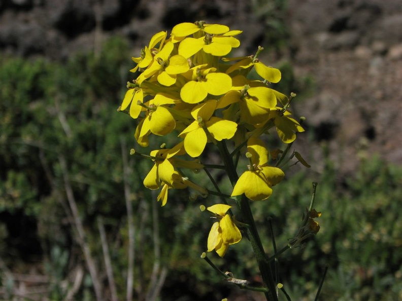 Yellow Wallflower or Wormseed Mustard (Latin name: Erysimum arenicola) blooming near the top of Salmon Butte.