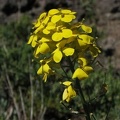 Yellow Wallflower or Wormseed Mustard (Latin name: Erysimum arenicola) blooming near the top of Salmon Butte.