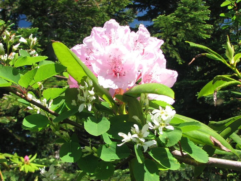 Pacific Rhododendron (Latin name: Rhododendron macrophyllum D. Don ex G. Don) blooming along the Salmon Butte Trail.