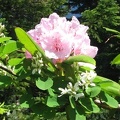 Pacific Rhododendron (Latin name: Rhododendron macrophyllum D. Don ex G. Don) blooming along the Salmon Butte Trail.