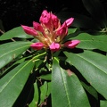 The pink buds and dark-green leaves of a Pacific Rhododendron (Latin name: Rhododendron macrophyllum D. Don ex G. Don) along the Salmon Butte Trail.