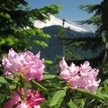 Pacific Rhododendron (Latin name: Rhododendron macrophyllum D. Don ex G. Don) blooming along the Salmon Butte Trail. Mt. Hood is the snowy peak in the background.