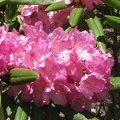 Pacific Rhododendron (Latin name: Rhododendron macrophyllum D. Don ex G. Don) in full bloom along the Salmon Butte Trail.