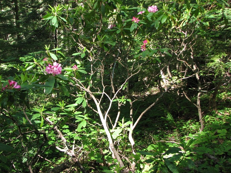 Silver branches of Pacific Rhododendron (Latin name: Rhododendron macrophyllum D. Don ex G. Don) along the Salmon Butte Trail.
