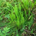 Deer Fern (Latin name: Blechnum spicant) sporting new green fronds along the Salmon Butte Trail.